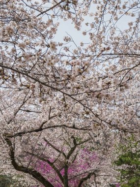 Çiçek açmış kiraz çiçeklerinin göz kamaştırıcı manzarası. Narin pembe ve beyaz çiçekler yumuşak, parlak bir gökyüzü altında nefes kesici bir manzara yaratır. Dallar uzanıp doğal bir gölgelik oluşturuyor. Tam oldu.