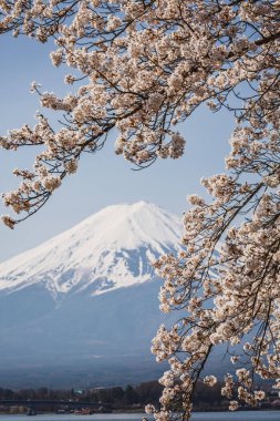 Fuji Dağı 'nın karla kaplanmış görkemli zirvesi, çiçek açmış bir kiraz ağacının narin çiçekleri tarafından çerçevelenmiştir. Japonya 'daki doğanın güzelliğinin nefes kesici bir görüntüsü..