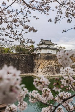 Tokyo, Japonya 'da canlı kiraz çiçeklerinin çerçevelediği Edo Kalesi' nin taş duvarı ve kulesinin çarpıcı manzarası. Sükunet dolu hendek, bahar zamanı bu ikonik simgenin huzur veren güzelliğine katkı sağlar..