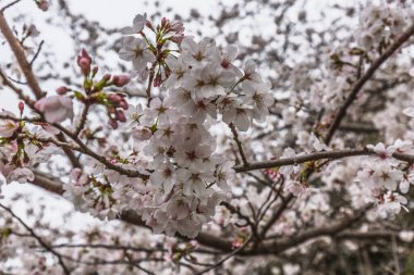 Çiçek açmış kiraz çiçeklerinin yakın plan çekimi. Pembe ve beyaz yapraklar büyüleyici bir çiçek dekoru oluşturur. Nefes kesici bir bahar manzarası.