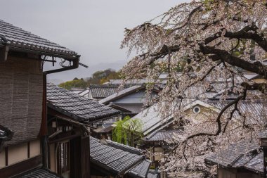 Japonya 'nın Kyoto kentindeki gri kiraz ağaçlarıyla süslenmiş geleneksel Japon evlerinin göz kamaştırıcı manzarası. Japonya 'da baharın resimli bir sahnesi.