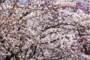 Çiçek açmış kiraz çiçeklerinin yakın plan görüntüsü. Yumuşak pembe ve beyaz taç yaprakları, bahar temaları için mükemmel bir çiçek dekoru oluşturuyor. Çiçeklerle dolu dallar, yenilenmenin sembolü..