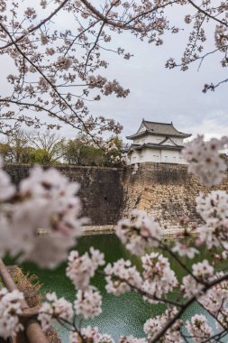 Nagoya Kalesi 'nin göz kamaştırıcı manzarası canlı kiraz çiçekleriyle süslenmiş. Antik taş duvarlar ve sakin hendekler bu ikonik Japon simgesinin huzurlu atmosferine eklenir..