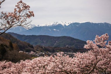 Çiçek açan kiraz çiçekleri, karla kaplı Japon Alpleri 'nin eteklerine kurulmuş güzel bir Japon köyünü çerçeveleyerek çarpıcı bir ön plan oluşturur. Nefes kesici bahar manzarası.