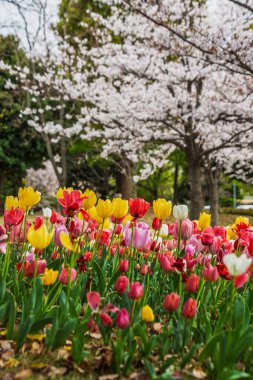 Parkta çiçek açan kiraz ağaçlarının altında çeşitli renklerde canlı laleler çiçek açar. Resimli bir bahar sahnesi, doğa ve çiçek temaları için mükemmel..