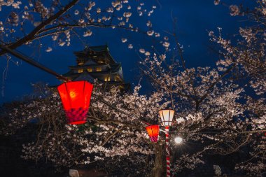 Osaka Kalesi gece aydınlandı, kiraz çiçekleri çiçek açtı. Dallardan sarkan kırmızı ve beyaz fenerler büyülü bir sahne yaratıyor. Japon baharının çarpıcı manzarası..