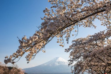 Japonya 'da kiraz çiçekleri Fuji Dağı' nı çerçeveler. Japonya 'da bahar mevsimi, sakura' nın narin güzelliğiyle mükemmel bir şekilde tamamlanmış karla kaplı zirvesiyle ikonik dağın nefes kesici manzarasını sunar.