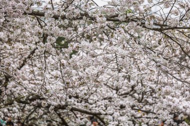 Çiçek açmış kiraz çiçeklerinin göz kamaştırıcı yakın çekimi. Narin beyaz çiçekler dalları kaplıyor, nefes kesici bir bahar manzarası yaratıyor. Doğa, bahar ve çiçek temaları için mükemmel..