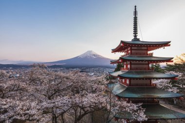 Fuji Dağı, Japonya 'nın Fujiyoshida kentindeki Chureito Pagoda' da kiraz çiçeği mevsiminde görüldü. Nefes kesen bir gün doğumu ikonik zirveyi aydınlatır ve canlı pembe çiçekleri..