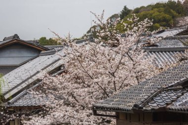 Çiçek açan kiraz çiçekleri geleneksel Japon çatıları üzerinde pitoresk bir manzara yaratıyor. Narin pembe ve beyaz çiçekler koyu gri fayanslarla çok güzel tezat oluşturuyor. Huzurlu bir bahar