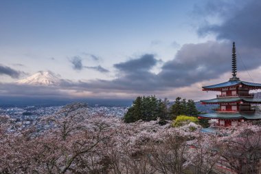 Görkemli Fujis Dağı karla kaplı tepe, kiraz çiçekleriyle bezenmiş bir şehir manzarasının üzerinde yükseliyor, sakin bir Japon pagoda 'sı nefes kesici manzaraya ekleniyor. Bu resim gibi manzara güzelliği yakalıyor.