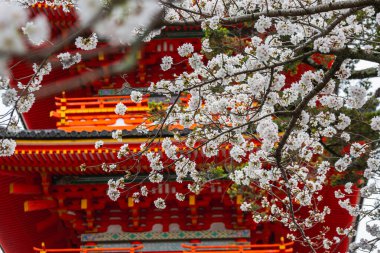 Sersemletici kiraz çiçekleri Japonya 'da canlı kırmızı bir pagoda çerçevesini zarifçe süslüyor. Sahne, Kyoto 'da huzuru ve baharın güzelliğini çağrıştırıyor..