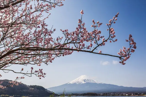 Japonya 'daki Fuji Dağı' nın göz kamaştırıcı manzarası, kısmen narin, açık pembe kiraz çiçekleri tarafından gizleniyor. Japonya 'da baharın resimli bir sahnesi.