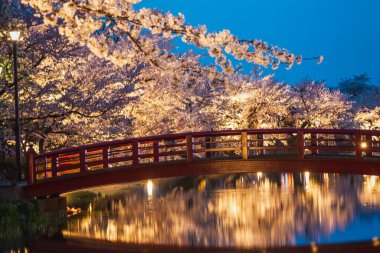 Aydınlatılmış kiraz çiçekleri, sakin suya yansıyan kırmızı bir köprüyü gece aydınlatır. Bu resim sahnesi, muhtemelen Japonya 'da dinginliği ve doğal güzelliği çağrıştırıyor..