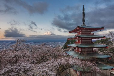 Chureito Pagoda, Fujiyoshida, Japonya, kiraz çiçeği mevsiminde Fuji Dağı arka plandadır. Japon simgelerinin çiçek açan sakura ağaçlarıyla baş döndürücü gündoğumu manzarası..