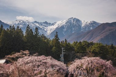 Japon Alpleri 'nin arka planında çiçek açan kiraz çiçeklerinin göz kamaştırıcı manzarası. Pembe çiçekler görkemli dağlarla ve sonsuz yeşil ormanlarla çok güzel tezat oluşturur. Bir huzur.