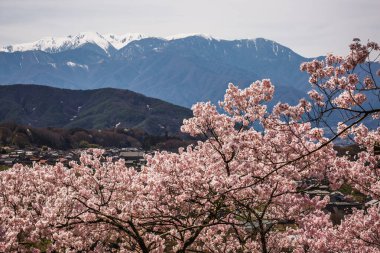 Muhteşem Japon Alpleri 'nin arka planında çiçek açan kiraz çiçekleri. Aşağıdaki vadide bulunan pitoresk bir köy büyüleyici bir bahar manzarası yaratıyor..