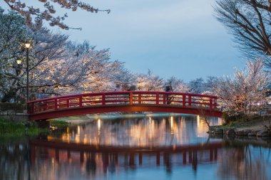 Kırmızı köprü, durgun suya yansıyor, geceleri aydınlanıyor, çiçek açan kiraz ağaçlarıyla çevrili. Sakin bir akşam sahnesi, muhtemelen Japonya 'da..