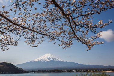 Japonya 'daki görkemli Fuji Dağı, çiçek açmış bir kiraz ağacının narin çiçekleriyle kısmen gizlenmiş. Sakin bir göl ve uzak bir manzara bu resim gibi bahar sahnesini tamamlıyor..