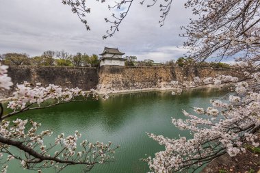 Kiraz çiçeği mevsiminde Osaka Kalesi 'nin taş duvarları ve hendeğinin huzurlu manzarası. Beyaz çiçekler, tarihi Japon şatosunu çerçeveleyerek pitoresk bir bahar sahnesi yaratıyor. Seyahat ve tarih için mükemmel.,