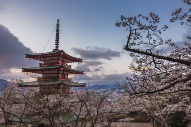 Japonya, Fujiyoshida 'da kiraz çiçeği mevsiminde Majestic Chureito Pagoda. Arkadaki Fuji Dağı şafakta nefes kesici manzaraya ekliyor.