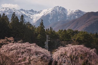 Görkemli kar örtülü dağlar Japonya 'nın Takayama kentindeki canlı kiraz çiçeklerinin sergilenmesi için çarpıcı bir zemin sağlar. Pembe çiçekler ön planda çiçek açarak, pitoresk bir bahar sahnesi yaratır..
