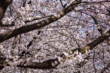 Çiçek açmış kiraz çiçeklerinin göz kamaştırıcı yakın görüntüsü. Narin pembe ve beyaz taç yaprakları nefes kesici bir çiçek dekoru oluşturur. Karmaşık dallar bu bahar manzarasına derinlik ve doku katıyor..