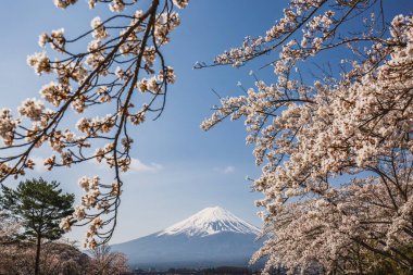 Japonya 'daki görkemli Fuji Dağı, kısmen canlı bir kiraz ağacının narin çiçekleriyle örtülmüş, nefes kesici bir bahar manzarası yaratır. Göz kamaştırıcı karlı tepe ile güzel bir tezat