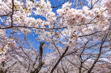 Göz kamaştırıcı düşük açılı kiraz çiçekleri canlı mavi bir gökyüzüne doğru çiçek açıyor. Narin pembe ve beyaz çiçekler nefes kesici bir gölgelik oluşturur. Bahar temaları için mükemmel.