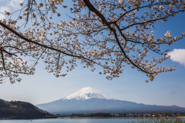 Fuji Dağı 'nın dingin güzelliği kısmen çiçek açmış kiraz çiçekleriyle örtülmüş. Resmedilmeye değer bir göl ve sakin bir manzara Japonya 'nın ikonik sembolünün nefes kesici görüntüsünü tamamlıyor..