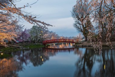 Japonya 'da sakin bir akşam sahnesi, parlak kiraz çiçekleriyle çevrili, sakin bir gölete yansıyan kırmızı kemerli bir köprü. Gün batımında huzurlu bir atmosfer..
