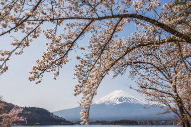 Fuji Dağı 'nın görkemli zirvesi çiçek açmış kiraz çiçekleriyle süslenir. Japonya 'nın ikonik simgesinin nefes kesici manzarası, baharın güzelliğini gözler önüne seriyor. Kawaguchi Gölü, Japonya.