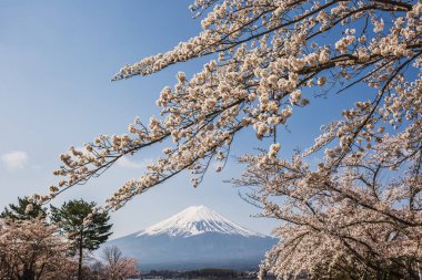 Japonya 'daki Fuji Dağı' nın göz kamaştırıcı manzarası canlı kiraz çiçekleri tarafından çerçevelenmiştir. Resimli bir bahar sahnesi ikonik volkanı ve narin çiçekleri gözler önüne seriyor..