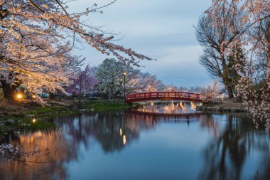 Huzurlu bir göletin üzerindeki kırmızı bir köprünün sakin alacakaranlık sahnesi. Etrafı kiraz çiçekleriyle çevrili. Yumuşak ışıklandırma bu Japon bahçesinin huzurlu atmosferini güçlendirir..
