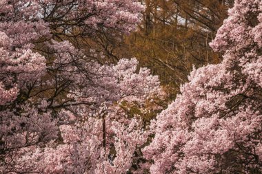 Japonya 'da sersemletici çiçek açan kiraz çiçekleri. Narin pembe çiçekler nefes kesici bir doğal manzara yaratır. Bahar temaları, doğa geçmişi ve seyahat görüntüleri için mükemmel..