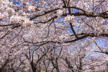 Parlak mavi gökyüzünün altında çiçek açan kiraz çiçeklerinin göz kamaştırıcı manzarası. Doğayı sevenler ve mevsimlik kutlamalar için mükemmel bir bahar manzarası..