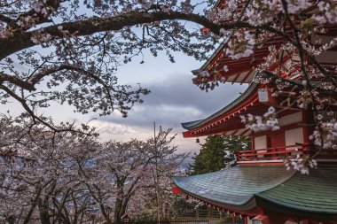 Fuji Dağı 'nın göz kamaştırıcı manzarası. Geleneksel bir Japon pagodasının zarif mimarisi tarafından çerçevelenmiş canlı kiraz çiçeklerinin arasından bakıyor. Nefes kesici bir bahar manzarası.