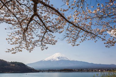 Japonya 'daki görkemli Fuji Dağı, kısmen çiçek açmış kiraz çiçekleriyle kaplı. Huzurlu göl ve huzurlu manzara nefes kesici bir ilkbahar manzarası sunar..