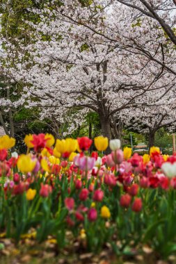 Parlak laleler ihtişamlı kiraz ağaçlarının zemininde çiçek açıyor. Resimli bir bahar sahnesi, kartlar, takvimler ya da web siteleri için mükemmel. Görüntü ilkbaharın özünü yakalıyor.