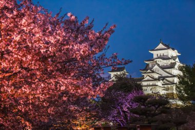 Japonya 'daki Majestic Hikone Şatosu, gece aydınlandı, çiçek açan kiraz çiçekleriyle. Japonya 'da baharın nefes kesici manzarası.