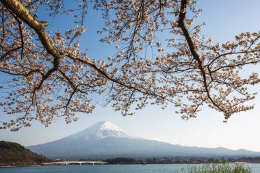 Fuji Dağı, kiraz çiçeklerinin arasından çiçek açar. Japonya 'daki Kawaguchiko Gölü' nde nefes kesici bahar manzarası. Fuji-san ve Sakura çiçeklerinin ikonik manzarası..