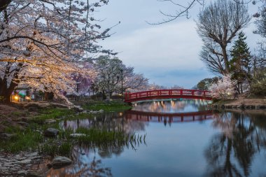Sakin bir gölete yansıyan kırmızı ahşap bir köprünün sakin alacakaranlık manzarası, tamamen çiçek açmış kiraz çiçekleriyle çevrili. Cennet sahnesi huzur ve sükunet hissi uyandırıyor..