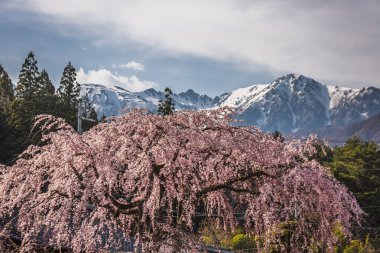 Görkemli, ağlayan kiraz ağacı karla kaplı Japon Alpleri 'nin arka planında çiçek açıyor. Japonya 'da nefes kesen bahar manzarası, doğanın güzelliğini gözler önüne seriyor..