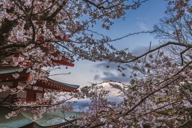 Japonya Chureito Pagoda 'dan Fuji Dağı' nın muhteşem manzarası kiraz çiçeği mevsiminde. Pembe çiçekler ikonik yanardağ ve kırmızı pagoda 'yı çerçeveliyor, resim gibi bir sahne yaratıyor..