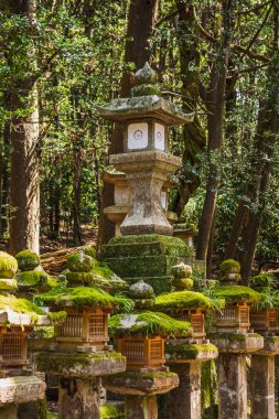 Japonya 'da sakin bir ormandaki yosunlarla kaplı taş fenerler. Bu geleneksel Japon yapıları mistik bir atmosfer yaratıyor. Antik mimari güzel bir şekilde sergileniyor.