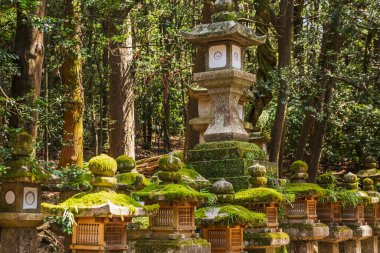 Yosun kaplı taş fenerler dingin bir ormanda bir yol çiziyor. Geleneksel Japon taş lambaları, huzurlu ve ruhsal bir atmosfer yaratarak ormanlık bir alana yerleştirilmiştir. Görüntü