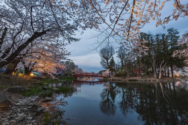 Japon bahçesinin dingin alacakaranlık manzarası, kiraz çiçekleri bir gölete yansıyor. Kırmızı kemerli bir köprü, sakin sahneye canlı bir dokunuş ekler..