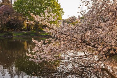 Serene kiraz çiçekleri zarif bir şekilde serin bir göletin kenarına asılır ve resim gibi bir yansıma yaratır. Bu cennet manzarası bahar sükunetini çağrıştırıyor. Bahar temaları için mükemmel.