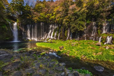 Japonya 'nın Fuji Beş Göl Bölgesi' ndeki Shiraito Şelalesi 'nde suların yemyeşil, yemyeşil bir yamaçtan sakin bir havuza aktığı sayısız çağlayan şelale sergilenmektedir. Canlı yeşillik ve el değmemiş su bir...