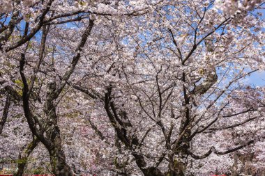 Çiçek açan kiraz ağaçları nefes kesici bir manzara yaratır. Narin pembe ve beyaz çiçekler açık mavi gökyüzüne karşı güzel bir tezat oluşturuyor. Bu çarpıcı doğal sahne mükemmel.